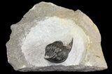 Detailed Gerastos Trilobite Fossil - Morocco #164738-1